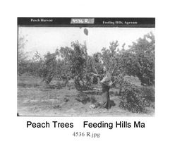 gal/Howes Brothers Agawam Pictures/tn_DCP_601.jpg